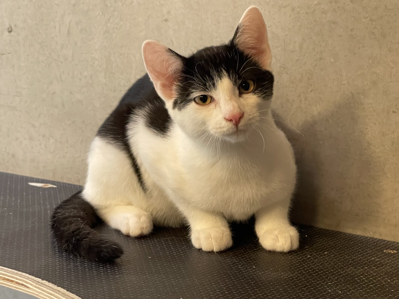 schwarz weiße katze