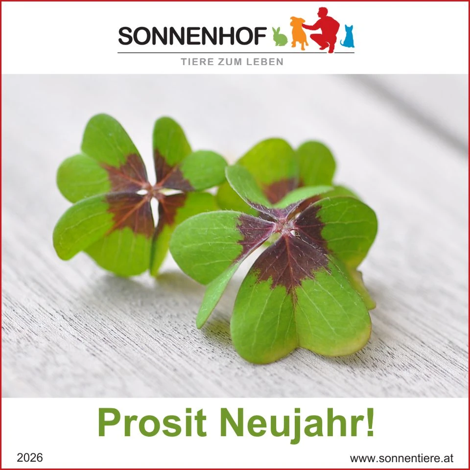 Zwei Kleeblätter auf einem Tisch