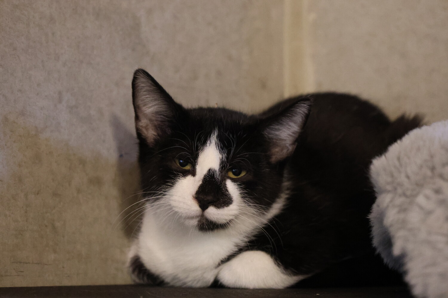 schwarz weiße katze