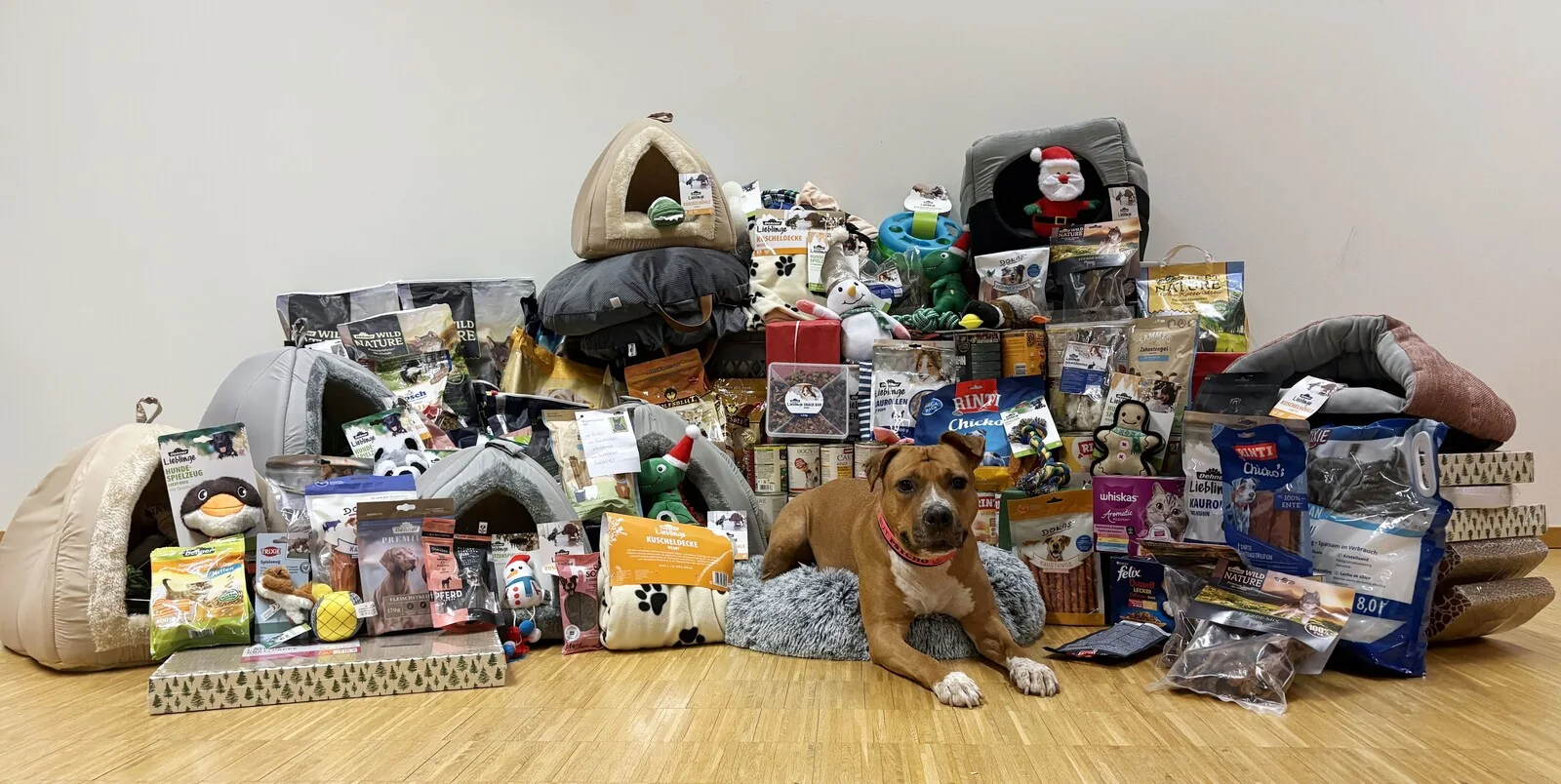 Sonnentier Luna vor Spenden aus dem Dehner Gartencenter Neunkirchen