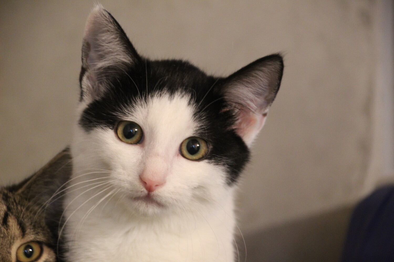 schwarz weiße katze