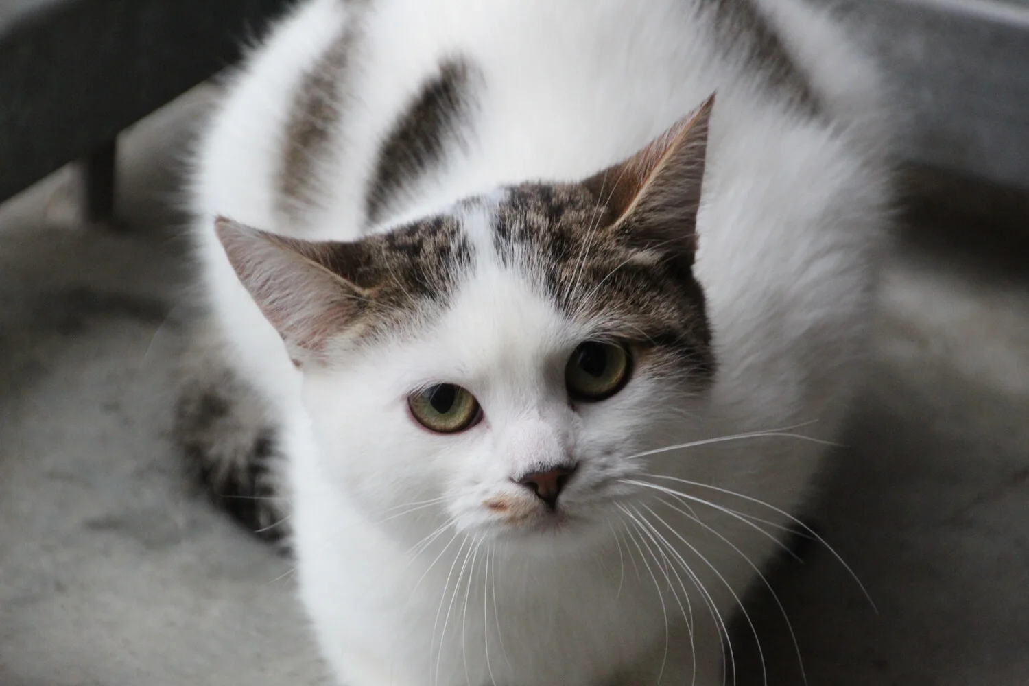 braun getigert weiße katze