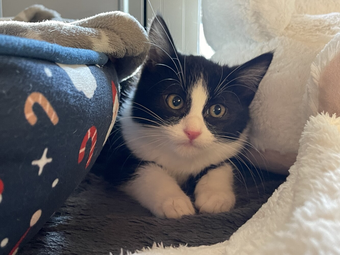 schwarz weiße katze