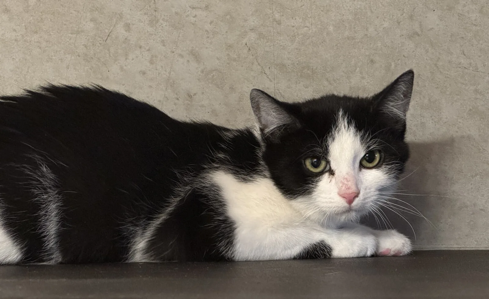 schwarz weiße katze