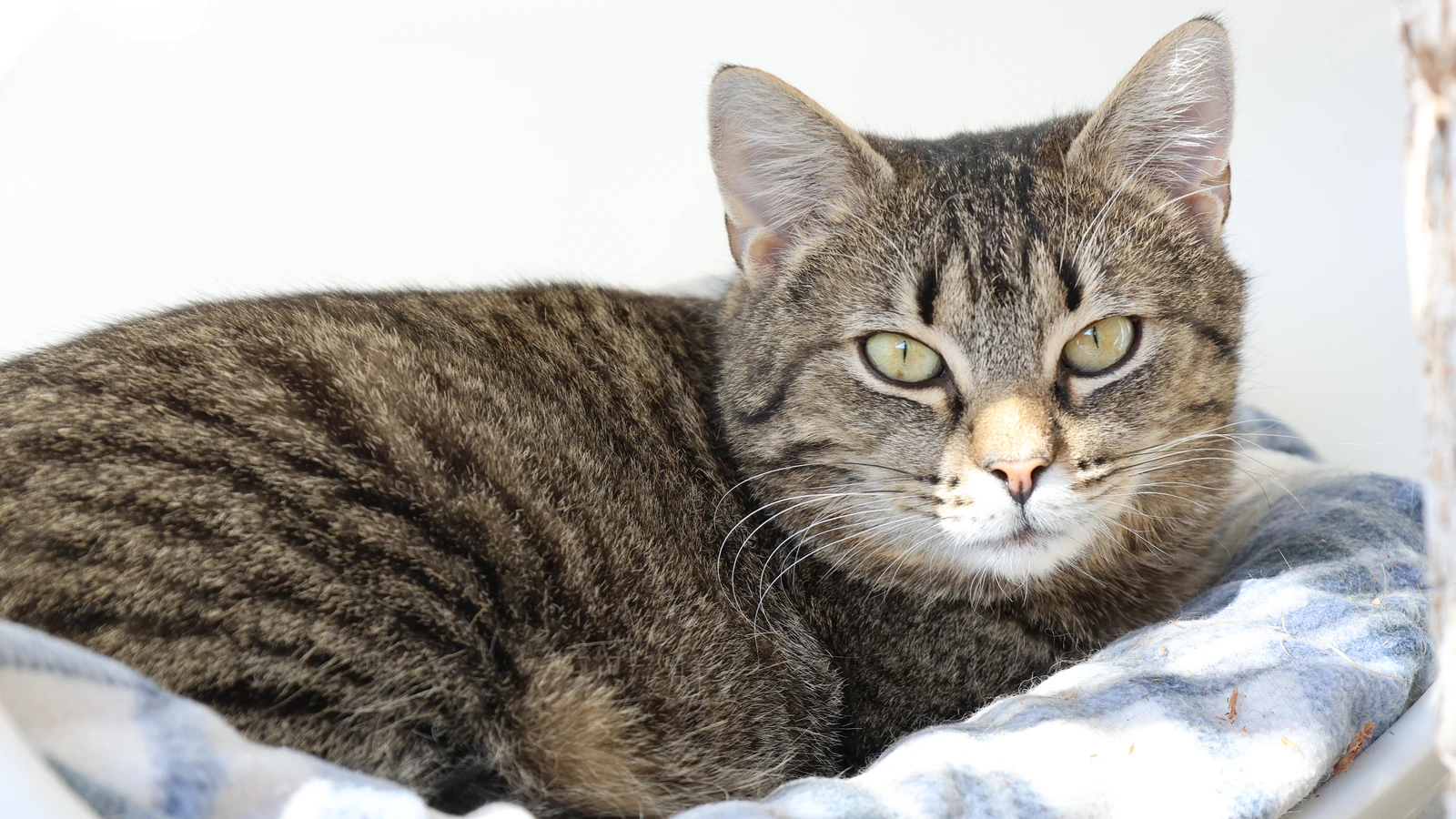 braun getigert Kater