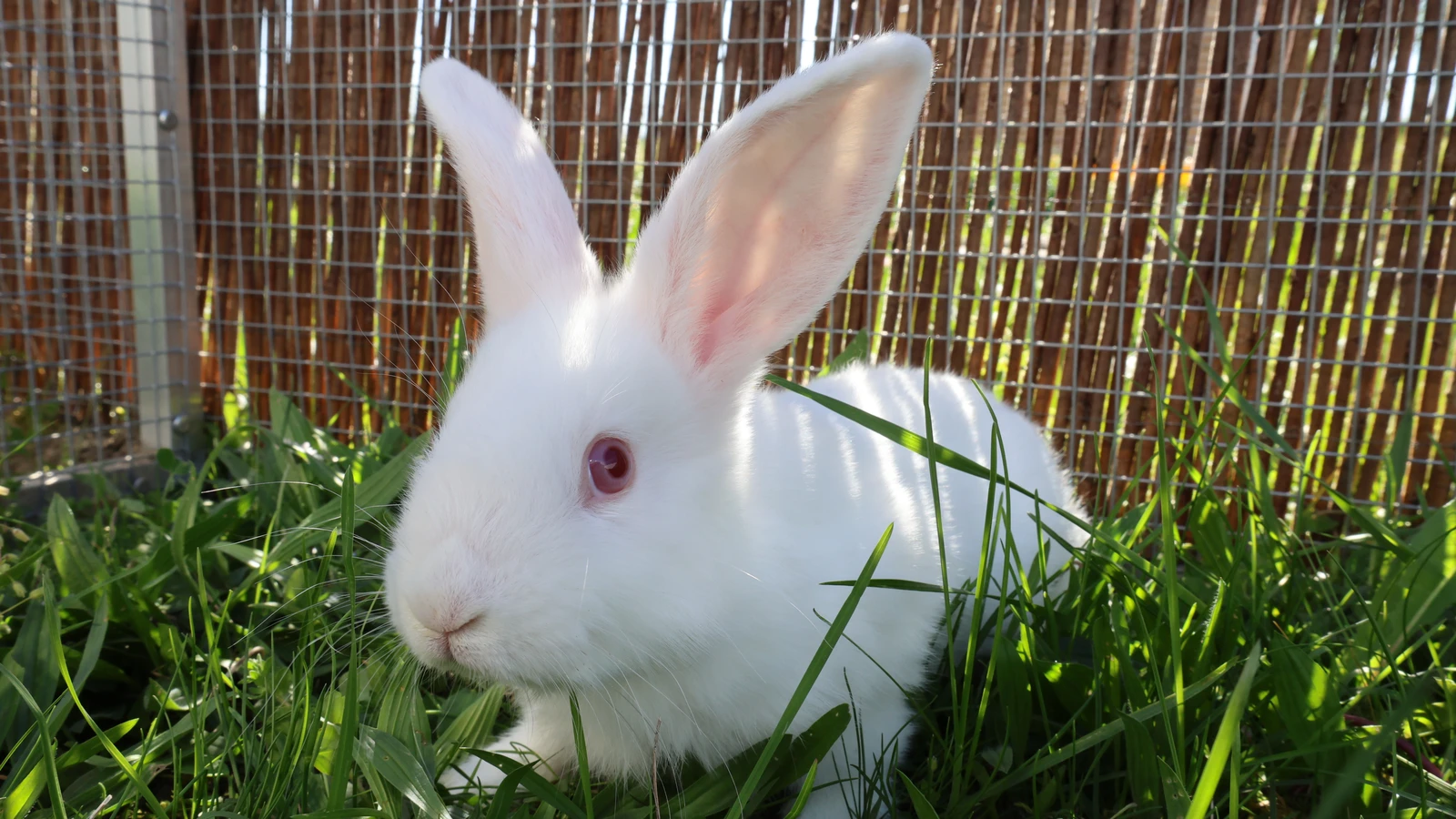 weißes kaninchen