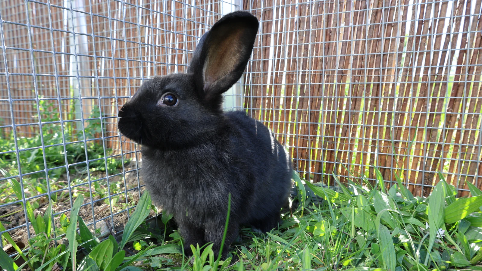 schwarzes Kaninchen