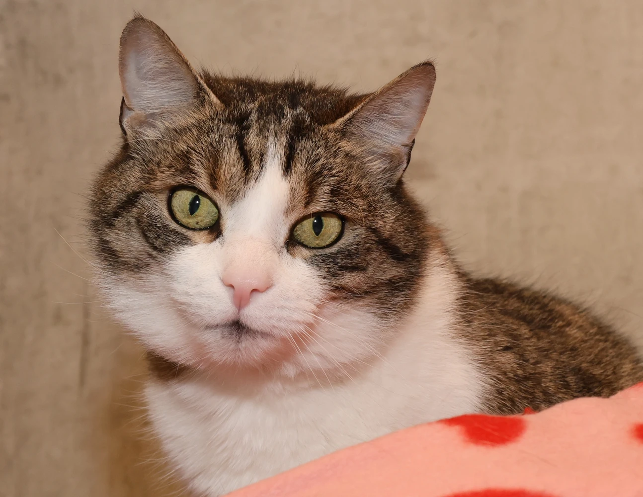 Foto von Katze Eisi