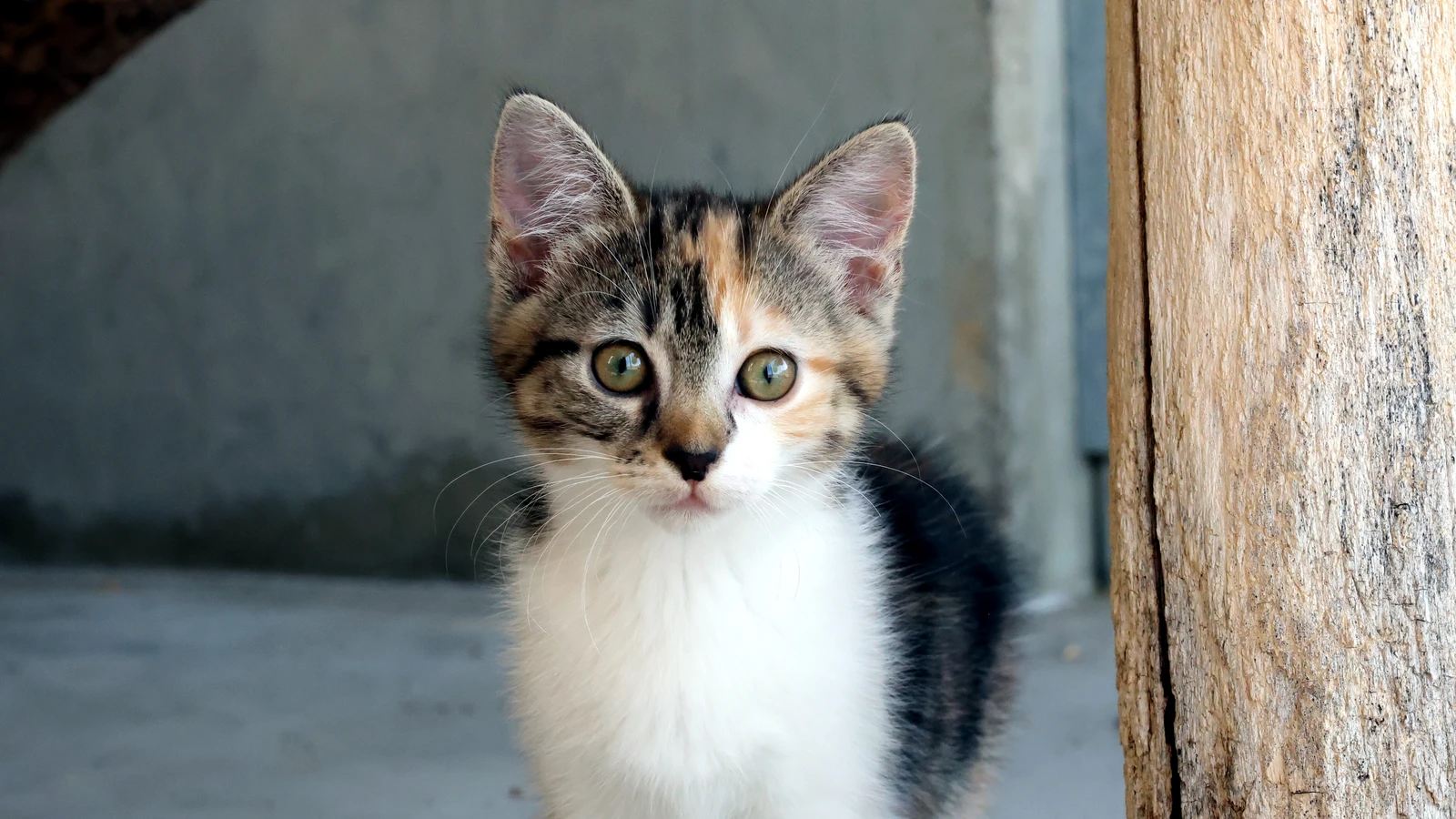 Katze Gudrun