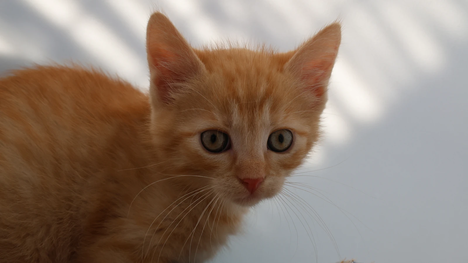 rot getigerter Kater