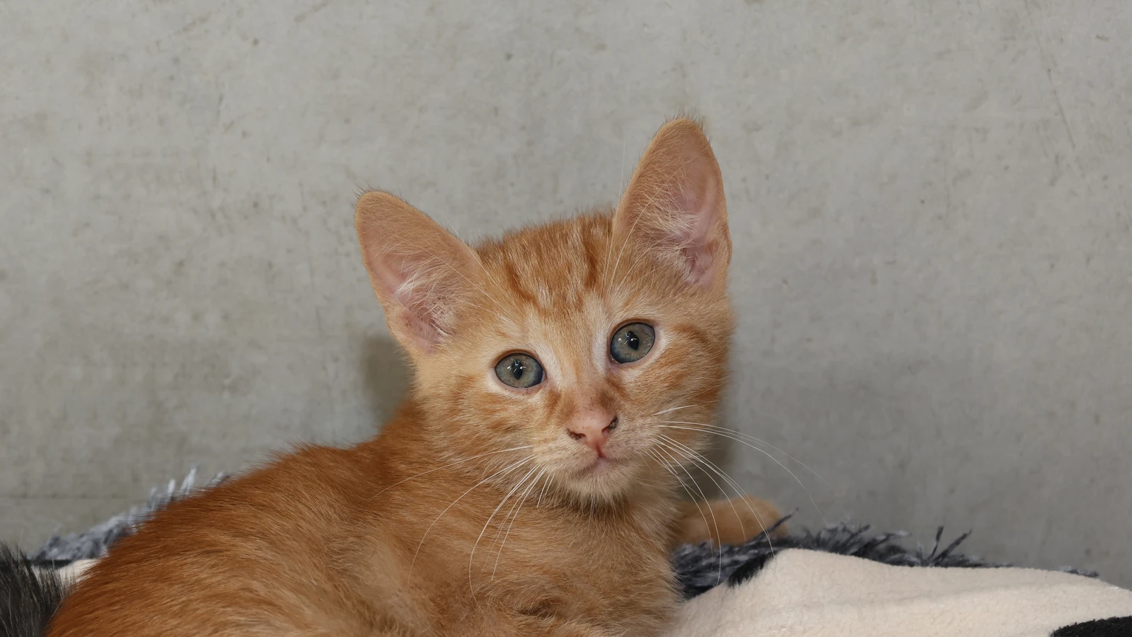 Kater Nicolas