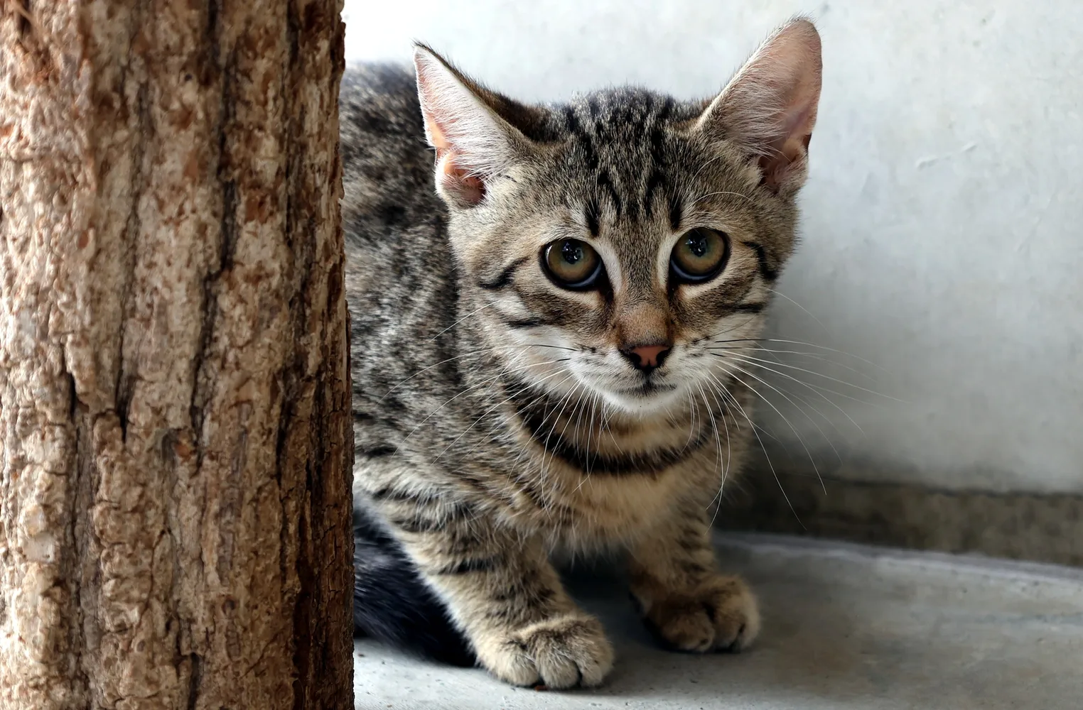 Orlando, Kater