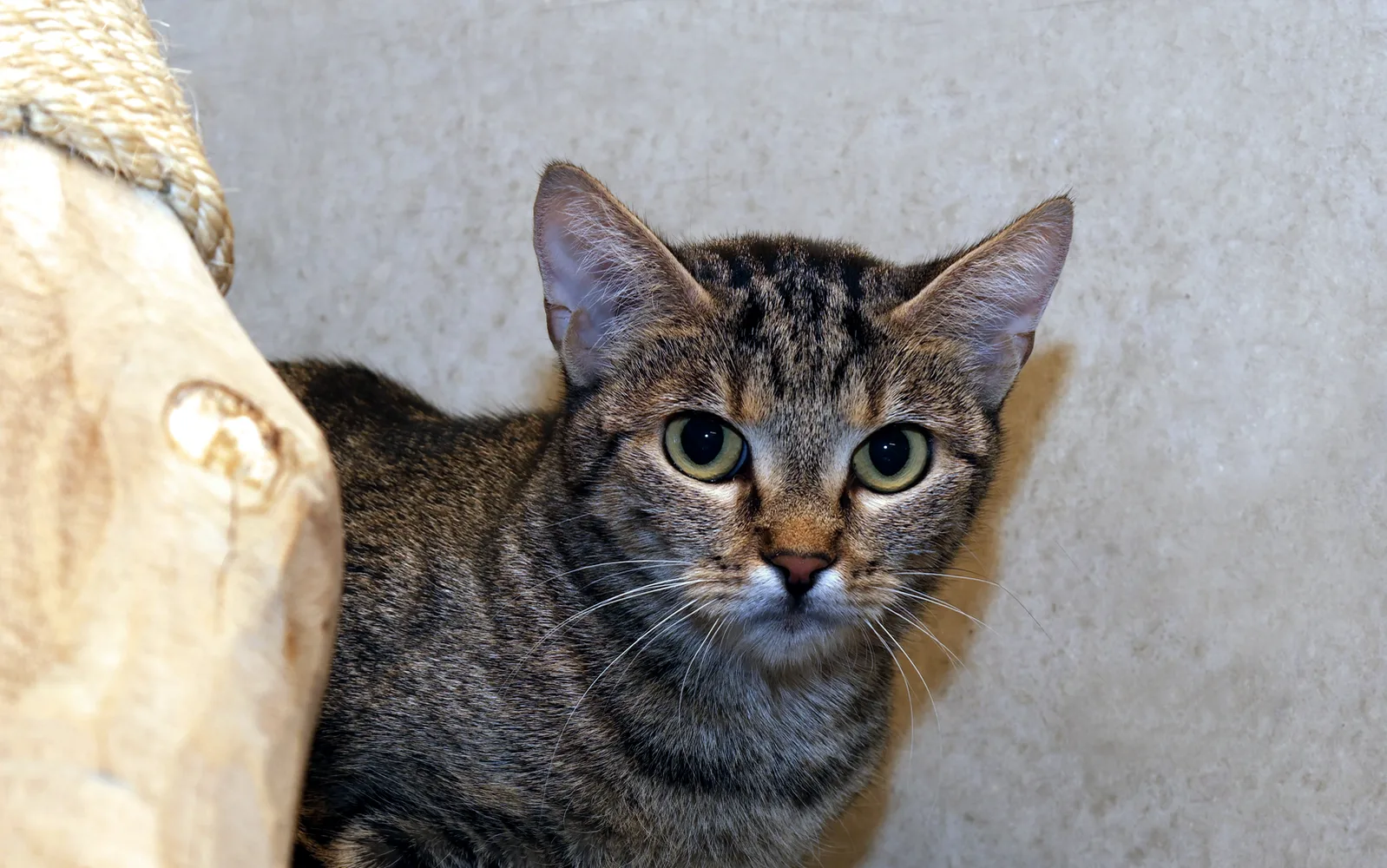 Gerta, Katze