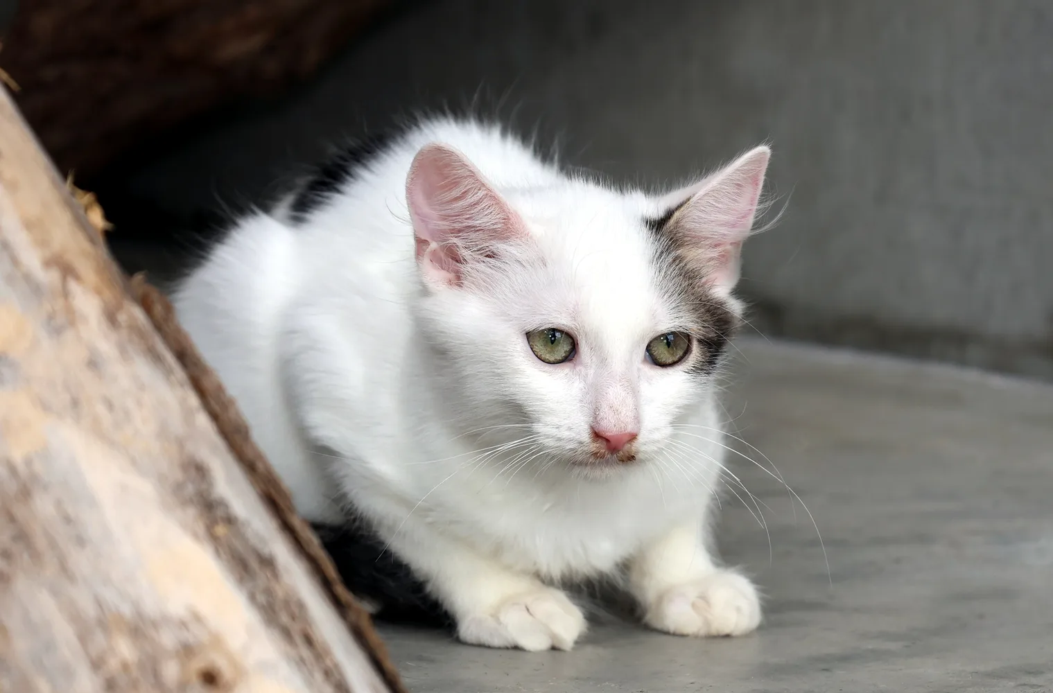 Kater Oleg