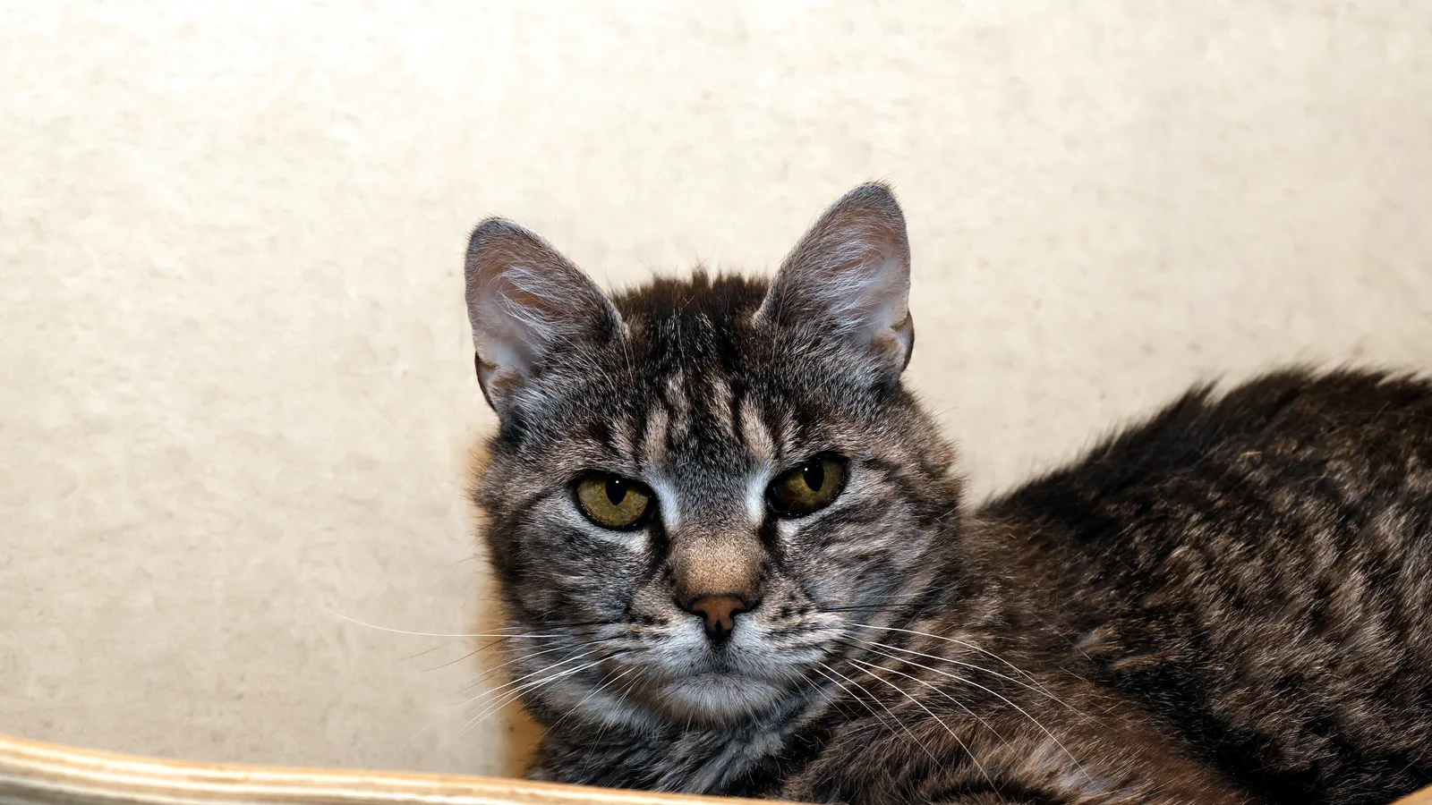 Katze Susi