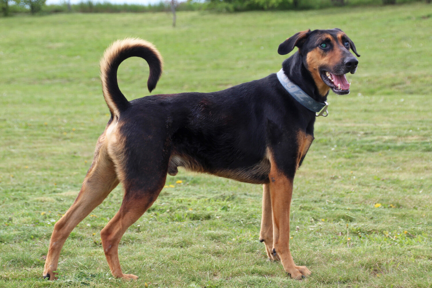 Woodruff Dobermann Mischling